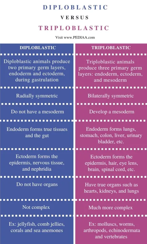 <ul><li><p><strong>Diploblastic</strong>: There are two primary germ layers being the endoderm and the ectoderm that arise during gastrulation. Groups include cnidaria (jellyfish, corals, sea anemones), ctenophora (comb jellies), and placozoa (primitive multi-cellular organisms)</p></li><li><p><strong>Triploblastic</strong>: During gastrulation, there are 3 primary germ layers being the endoderm, mesoderm, and ectoderm. Groups include platyhelminths (flatwors), annelida (segmented worms), mollusca (snails, clams, squids), arthropoda (sea stars and urchins), chordata (vertebrates like humans, birds, and fish) </p></li><li><p><strong>Evolution</strong>: Diploblastic development came first and triploblastic ones evolved from them. This evolution allows more active locomotion and complex internal organs as they have a body cavity called a coelom that cushions the organs and acts as a hydrostatic skeleton. The mesoderm can become muscle, bone, connective tissue, and the vascular system. </p></li></ul><p></p>