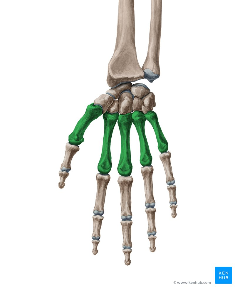 <p>What are the bones between the wrist and fingers called?</p>