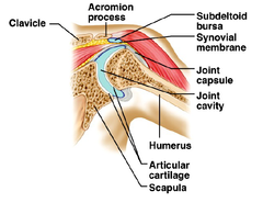 <p>is a ball and socket joint </p>