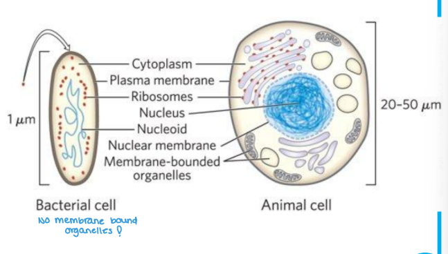 <p><strong><u>Prokarytoic and Eukaryotic Cells </u></strong></p><ul><li><p><strong>All Cells Contain… </strong></p><ul><li><p>DNA</p></li><li><p>Ribosomes</p></li><li><p>Cytosol (Cytoplasm) </p></li><li><p>Plasma (cell) membrane </p></li></ul></li></ul><p><span style="color: blue;"><strong><mark data-color="blue" style="background-color: blue; color: inherit;">Bacteria/Prokaryotic Cells have no membrane bound _____</mark></strong></span></p>