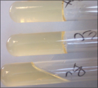<p>gelatinase</p><p>if gelatin is hydrolyzed into amino acids it will remain liquid and indicates a positive result</p>