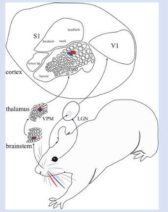 <p>-rats explore w whiskers so somatosensory cortex has ‘representations’ of the whiskers in the barrel cortex </p><p>-at every lvl (brainstem, thalamus, barrel cortex) the spatial relationship between each of the whiskers is conserved</p>