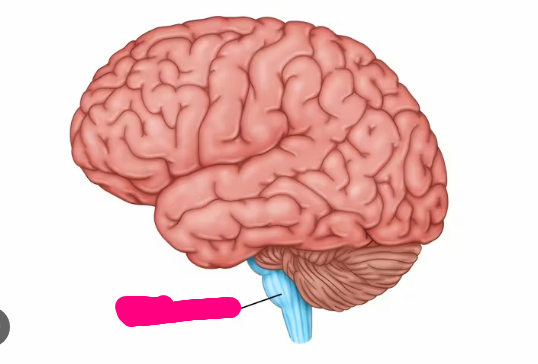 <p>acts as the body's life support system</p>