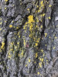 <p><span>Gallowayella weberi</span></p>