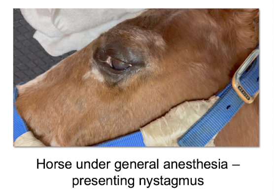 <p>will remain centrally oriented</p>