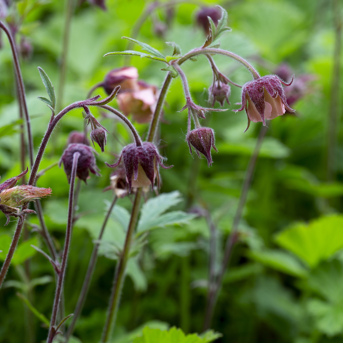 <p>Humleblomster   (Rosaceae)</p>