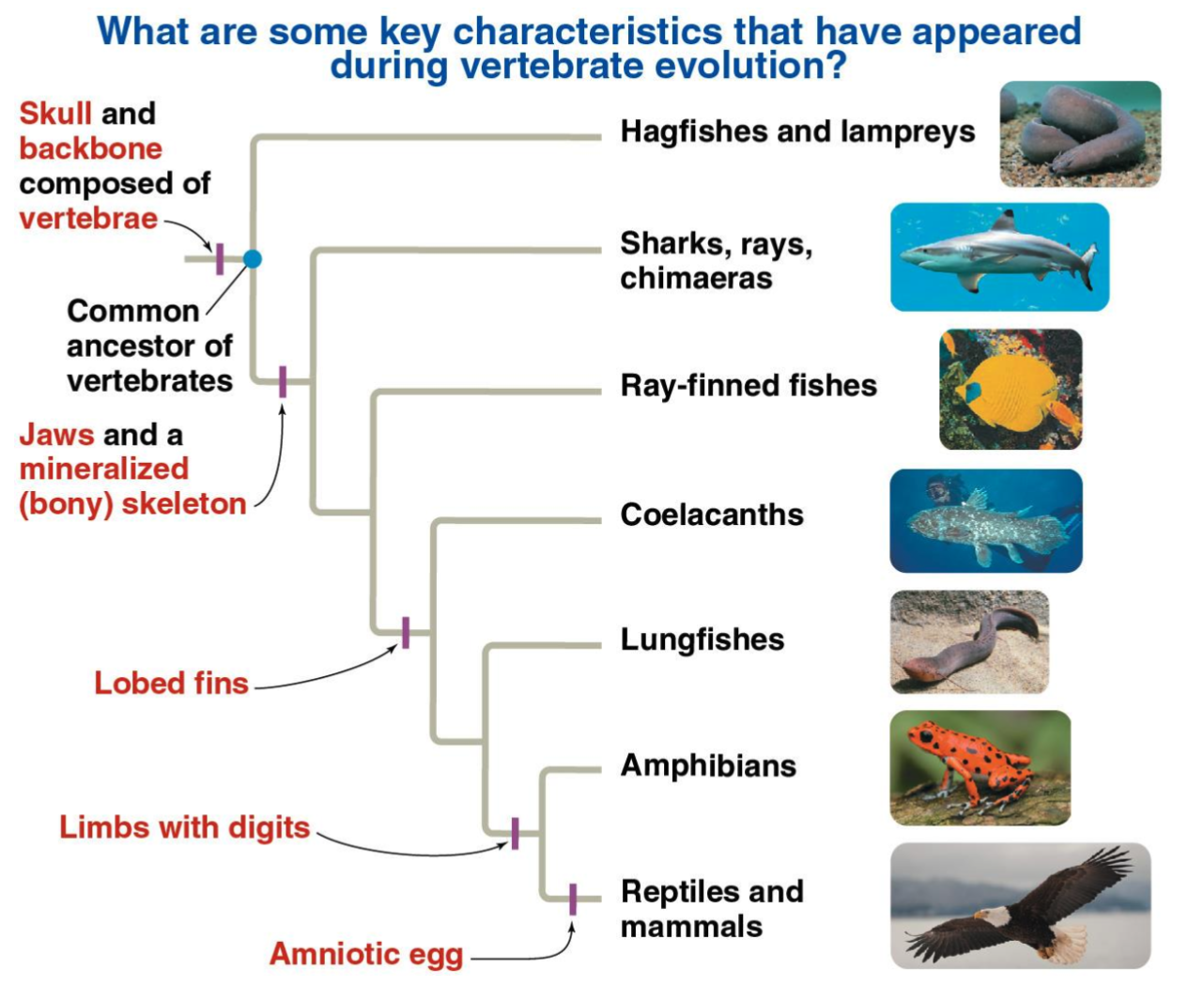 <p>Vertebrate characteristics</p>