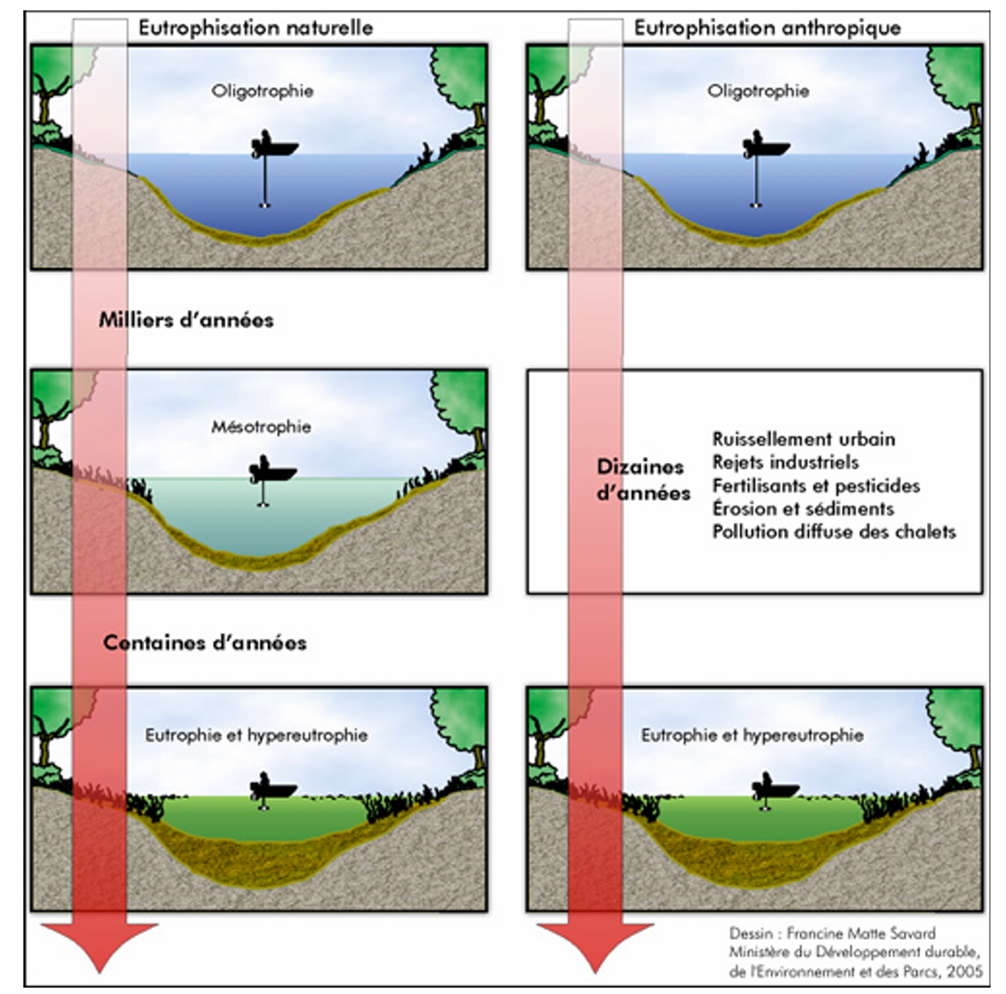 <p>Naturelle : lente, sur milliers d’années, accumulation progressive de sédiments → marais/tourbière.</p><p>Anthropique : rapide, liée à agriculture intensive, eaux usées… → blooms massifs → consommation d’O₂ → mortalités et comblement en quelques décennies.</p><p>Naturellement, l’eutrophisation existe mais elle est très lente (milliers d’années). L’humain l’accélère fortement (engrais, eaux usées, industrie), ce qui transforme un processus normal en dérèglement rapide (en décennies).</p>