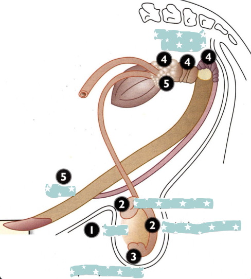 <p>Testis</p>