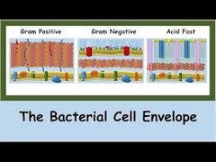 <p>Bacteria, Archaea, and Eukarya.</p>