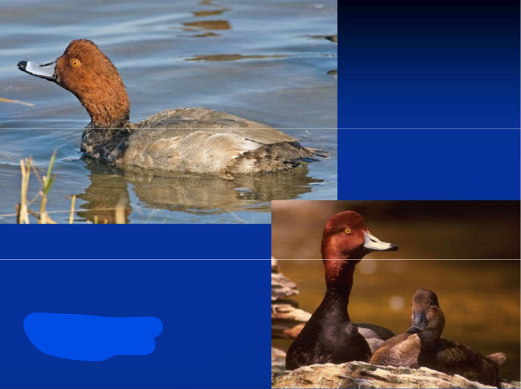 <p>Order Anseriformes<br>Family Anatidae<br>Subfamily Anatinae [Aythyini; “diving”]<br>Redhead</p>