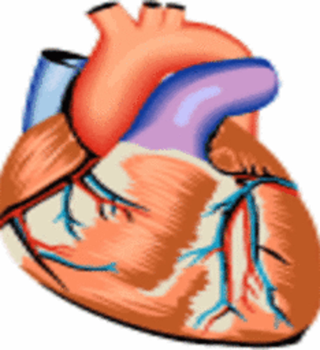 <p>The muscle over which a person has no conscious control. It is found in many automatic regulating systems of the body</p>
