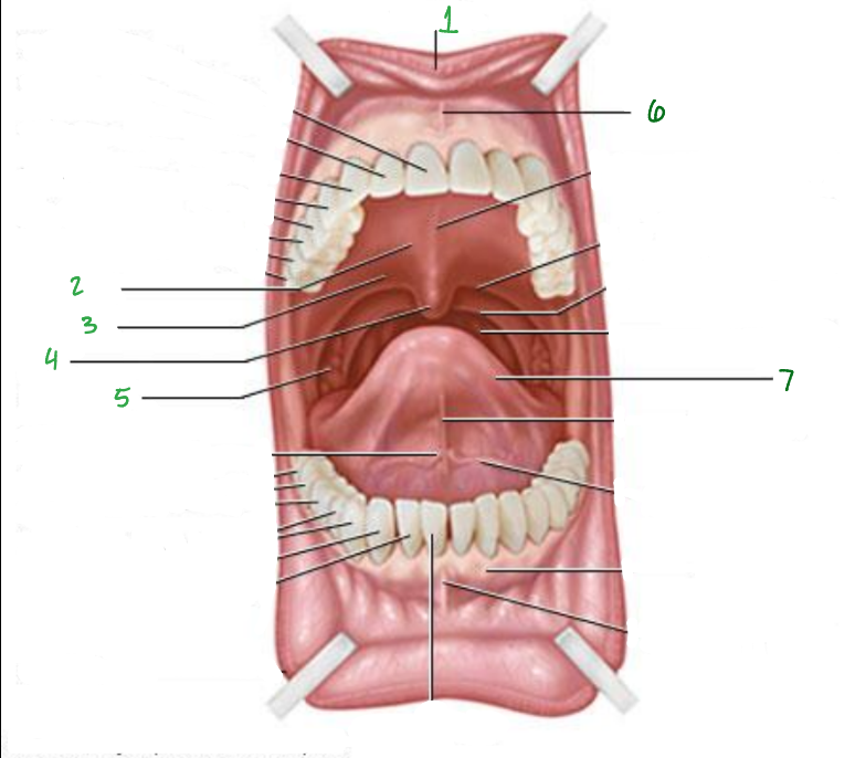 <p>What is 7 pointing to?</p>