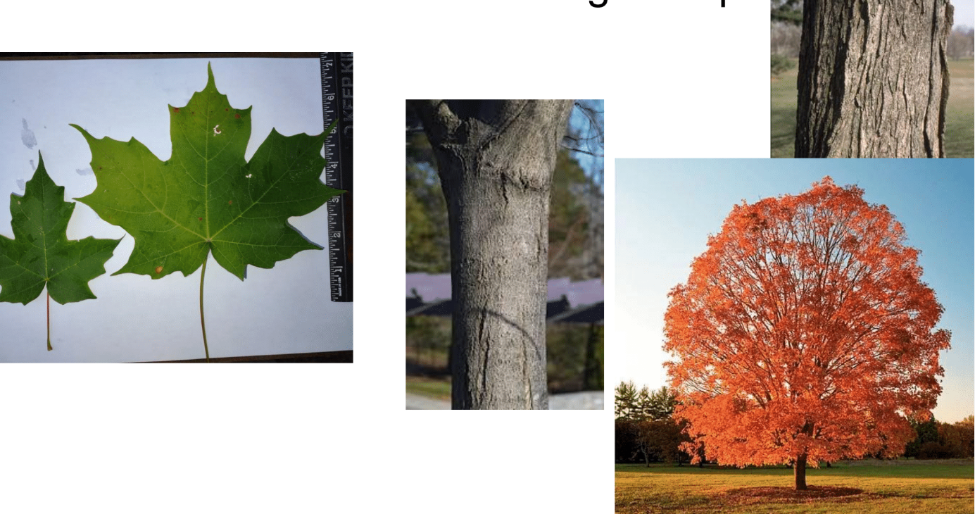 term image