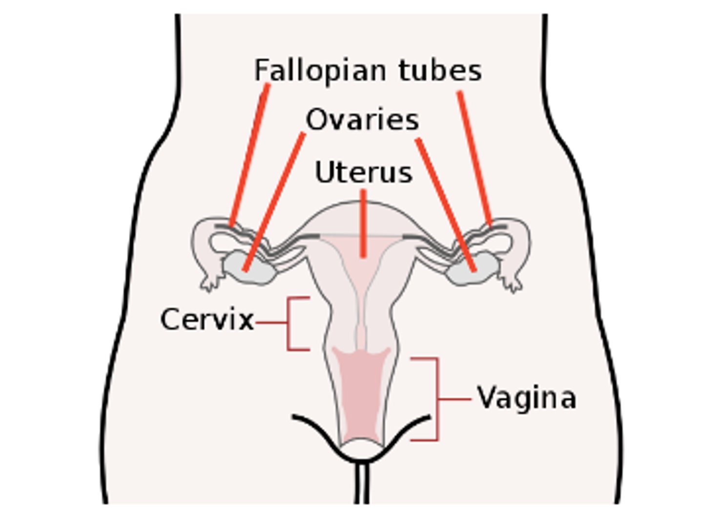 <p>oviduct (fallopian tube)</p>