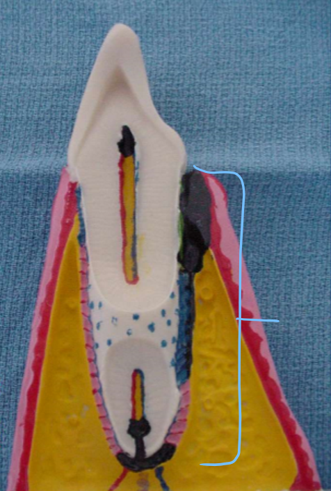 <p>This postion is called the __</p>