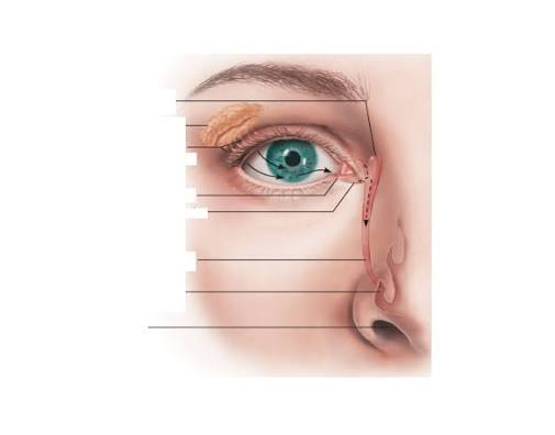 <p>list the flow of tears in order</p>