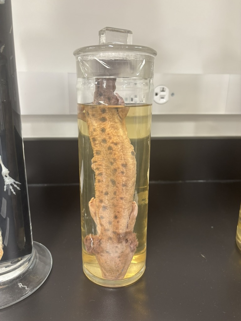 <p>What is this (phylum, subphylum, superclass, class, common name)?</p>