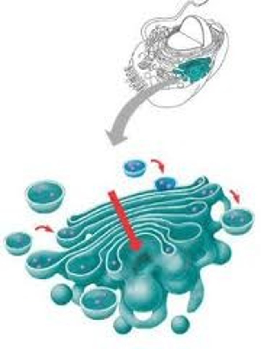 <p>Change & package proteins and other components for transportation</p><p>Animal & Plant cells</p>