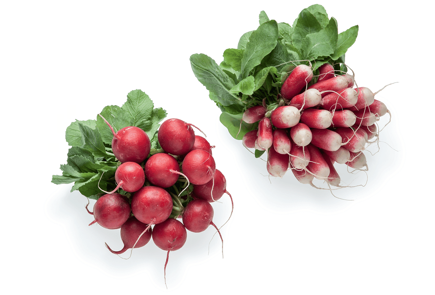 <p>Radish / Rabanete</p>