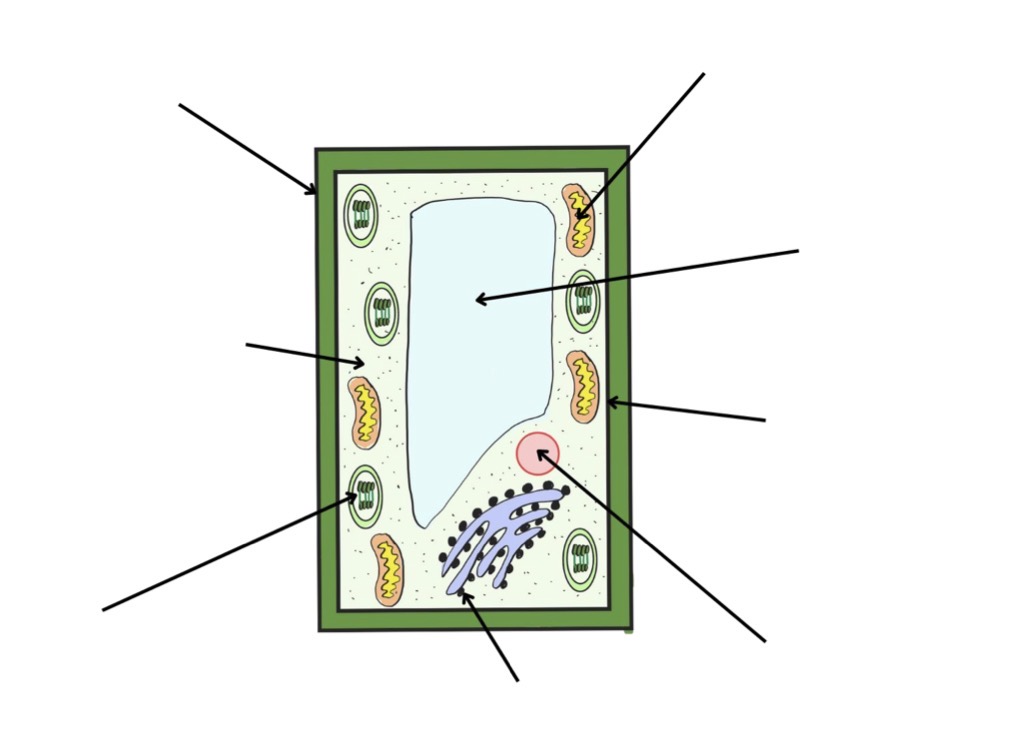 <p>Label this plant cell</p>