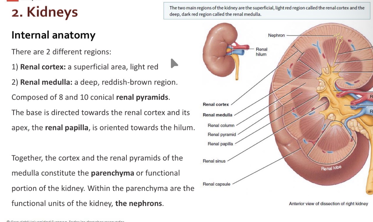 <p>The nephrons</p>