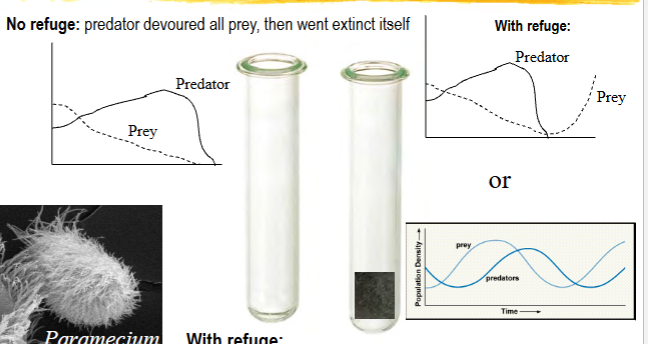 <p>G.F. Gause</p><p><em>Paramecium </em>and <em>Didinium </em>in an enclosure, with and without refuge</p><p>without refuge: predator devoured all prey, then went extinct itself</p><p>with refuge: some prey escaped predation, then prey population reexpanded after the predator went extinct</p><p>could maintain predator-prey cycles by periodically adding more predators (i.e. immigration)</p><p>see figures 12.15 and 12.16 in book</p>