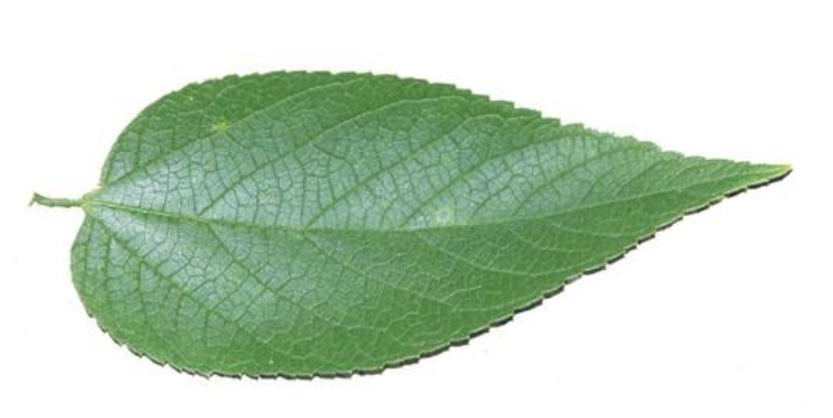 <p>Celtis leaf arrangement</p>