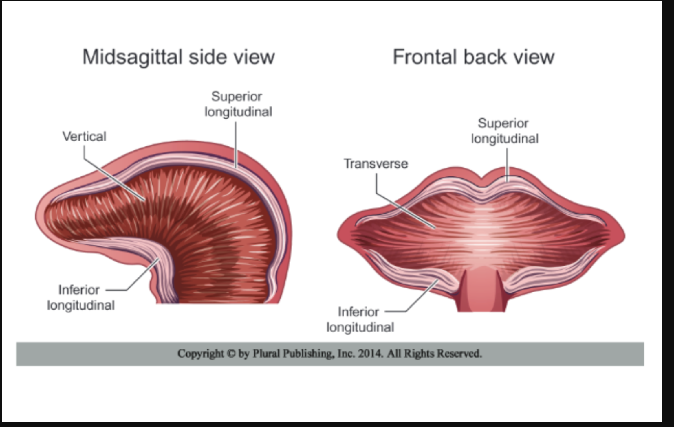<p>What are instrinsic muscles?</p>