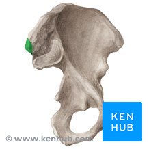 <p>a bony prominence at the back of the pelvis, situated at the posterior end of the iliac crest</p>