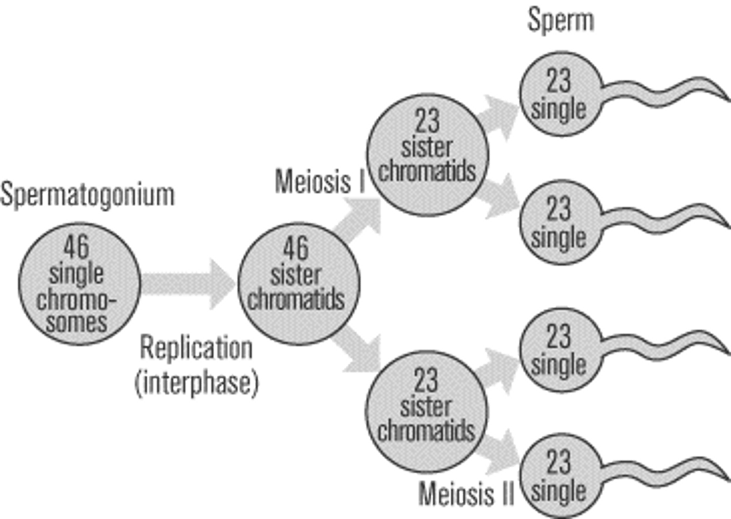 <p>the production of sperm cells</p>