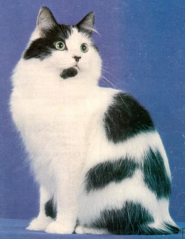 <p>Solid patches of color and white, covering less than half of the body</p>