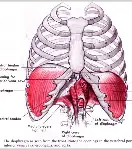<p>diaphragm muscle </p>