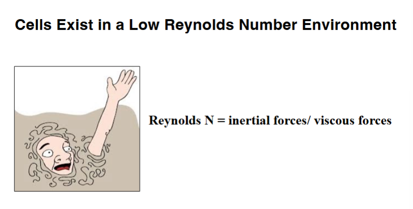<p><span style="background-color: transparent;"><strong>The Physical World of a Cell: Low Reynolds Number</strong></span></p>