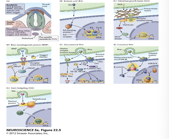 <p><span><strong>Major inductive signaling pathways in vertebrate embryos</strong></span></p>