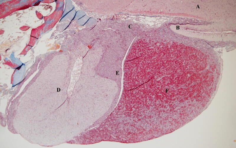 <p>What tissue is this</p>
