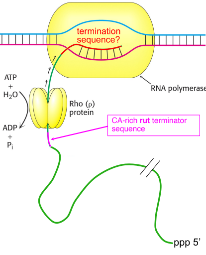 <ul><li><p>A <strong>terminator sequence</strong> at the end of the gene causes RNA polymerase to <strong>pause</strong></p></li><li><p>Upstream (5') of this, the RNA has a <strong>70–100 nt CA-rich sequence</strong> called <strong>rut</strong> (<strong>r</strong>ho <strong>ut</strong>ilization site)</p></li><li><p><strong>Rho (ρ) protein</strong> — a <strong>hexameric ATPase</strong> — binds RNA at the <strong>rut</strong> site</p></li><li><p>Rho <strong>migrates 5'→3'</strong> along the RNA, <strong>hydrolyzing ATP</strong>, until it reaches the paused transcription complex</p></li><li><p>Rho <strong>disrupts RNA-DNA base-pairing</strong>, releasing the RNA transcript</p></li><li><p>Mechanism not fully understood — Rho functions like a <strong>helicase</strong> (unwinds the RNA:DNA duplex)</p></li></ul><p></p>