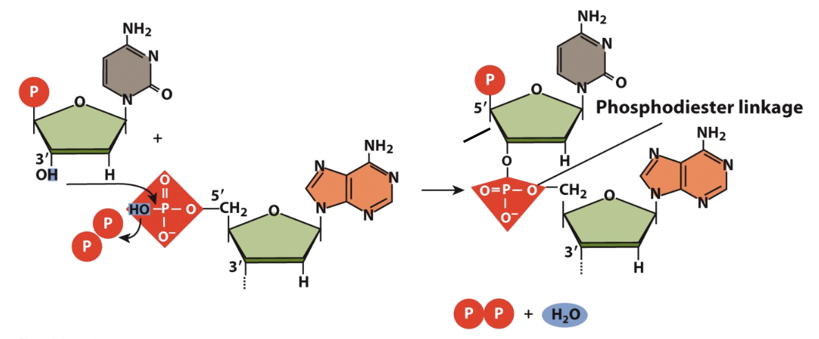 <ul><li><p>the H of the 3’ OH binds to the HO of a phosphate on another nucleotide forming a phosphodiester linkage</p></li><li><p>chains are read in the 5’ to 3’ direction, both ends running antiparallel to one another </p></li></ul><p></p>