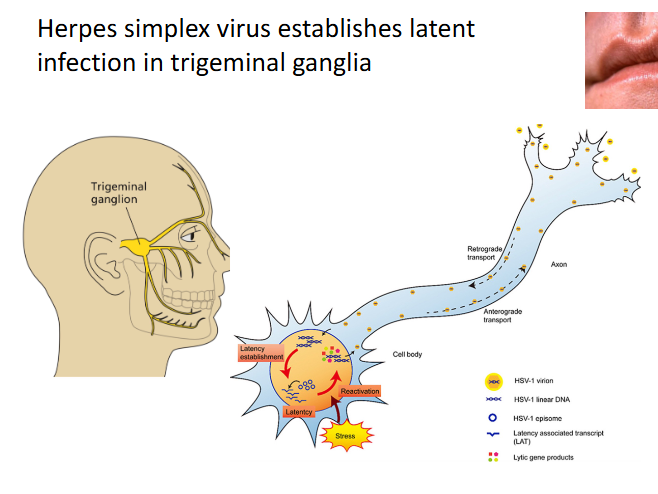 <p>- often infected in utero or during birth (80% of babies)</p><p>- incubation 2-12 days</p><p>- Primary infection usually inapparent, but can result in combinations or fever, sore throat, ulcerative and vesicular lesions, gingivostomatitis, edema, swollen lymph nodes, anorexia, malaise</p>