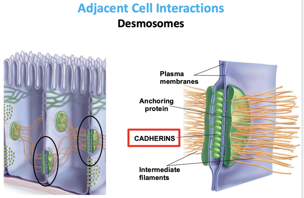<p>Intermediate filaments which hold together anchor proteins </p>