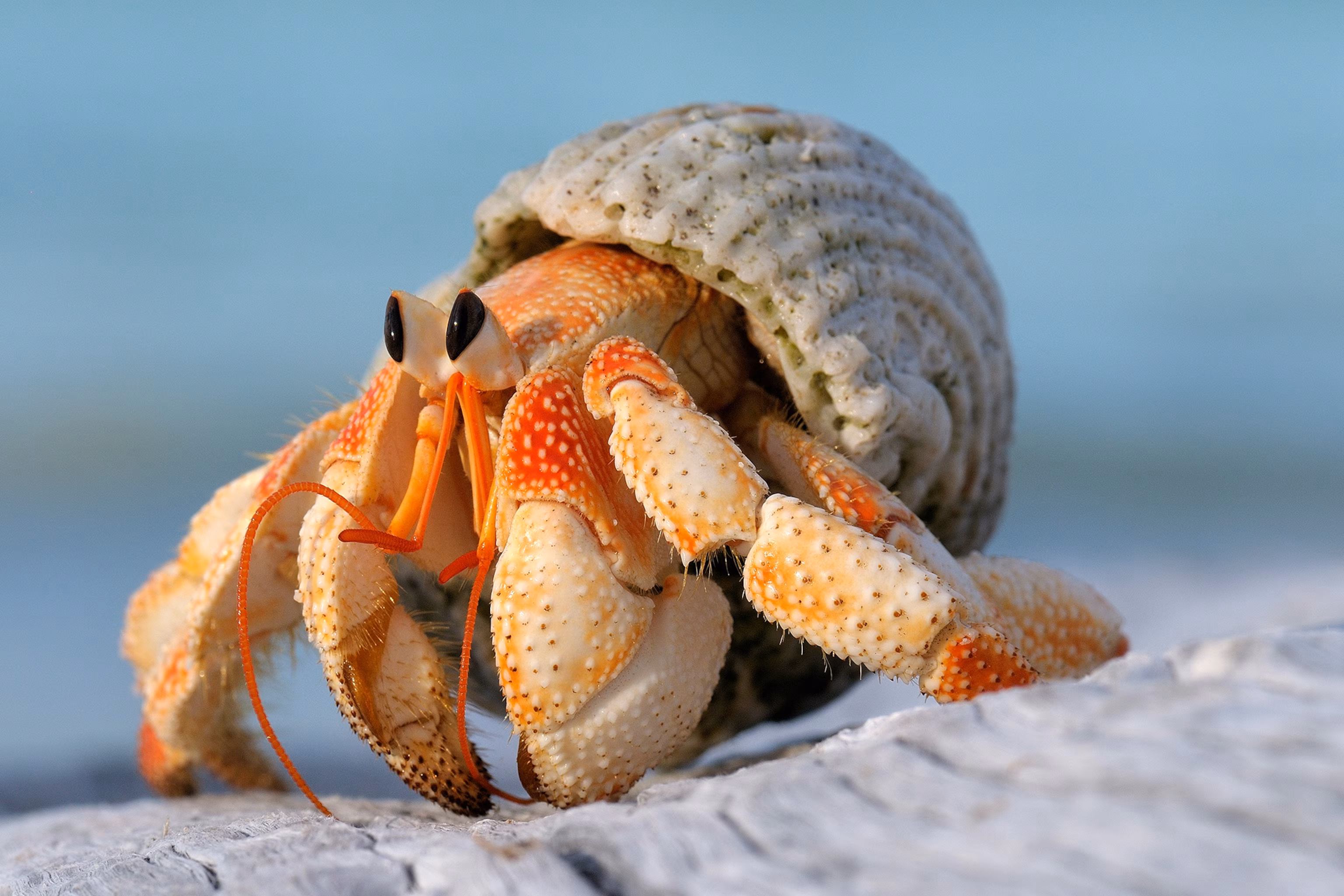 <p>hermit crab</p>
