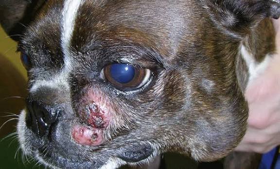 <p>Mast Cell Tumors (Degranulation Symptoms)</p>