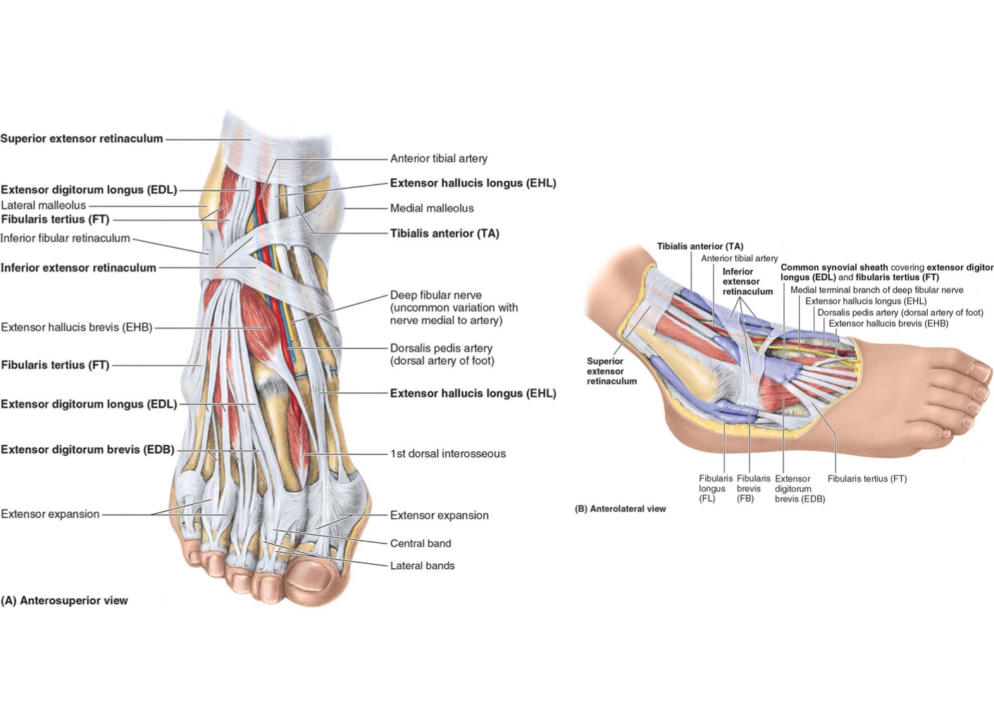 <ul><li><p><strong>DORSIFLEXOR (EXTENSOR) COMPARTMENT</strong></p><ul><li><p>ANT to the INTEROSSEOUS Membrane btw lateral surface of tibial shaft + medial surface of the shaft of the fibula</p><ul><li><p><strong>Inferiorly → 2 band-like thickenings</strong></p><ul><li><p><strong>Superior Extensor Retinaculum</strong></p></li><li><p><strong>Inferior Extensor Retinaculum</strong></p></li></ul></li></ul></li></ul></li></ul><p></p><ul><li><p><strong>Muscle Actions:</strong></p><ul><li><p><strong>Dorsiflexion of ankle</strong></p></li><li><p><strong>Extension of toes</strong></p></li><li><p><strong>Inversion of ankle at subtalar joint</strong></p></li></ul></li></ul><p></p><ul><li><p><strong>Muscle Nerve: Deep Fibular Nerve (from → Common Fibular Nerve)</strong></p></li><li><p><strong>Artery Supply: ANT Tibial Artery (from → Popliteal Artery)</strong></p></li></ul><p></p>