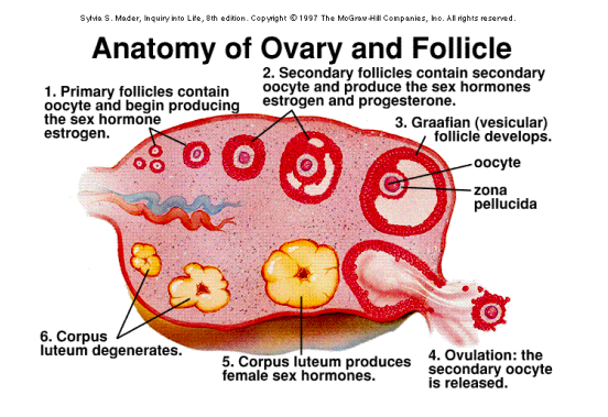 <p>held in place by ovarian &amp; uterine ligaments in the abd cavity </p><ul><li><p><strong>produce estrogen &amp; progesterone </strong></p></li><li><p><strong>born with all ova. </strong></p></li></ul><p></p>