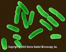<p>gram - rod</p>