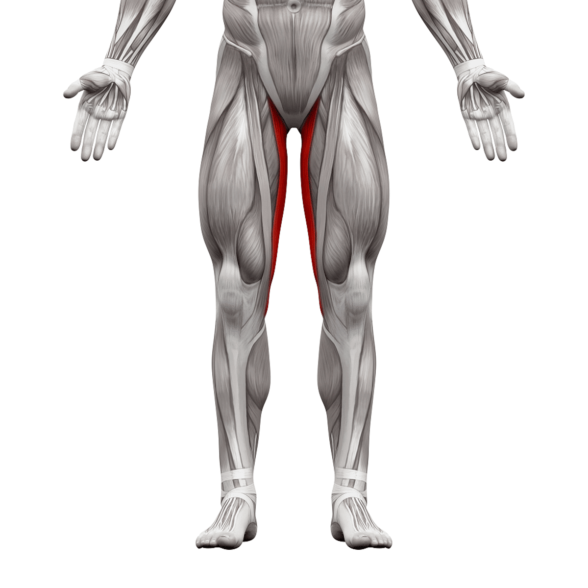<p>adducts thigh, flexes and medially rotates thigh</p>