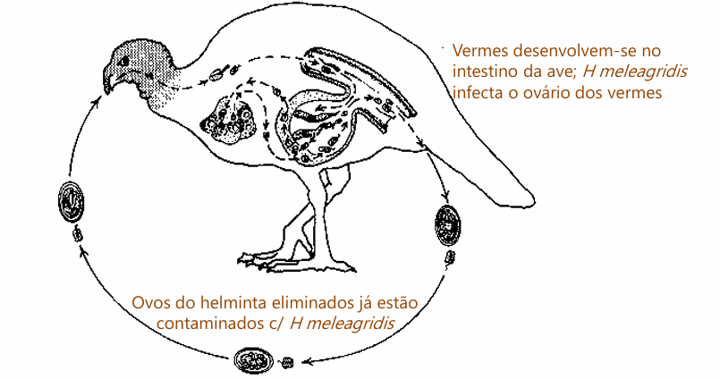 <p>ovário </p>