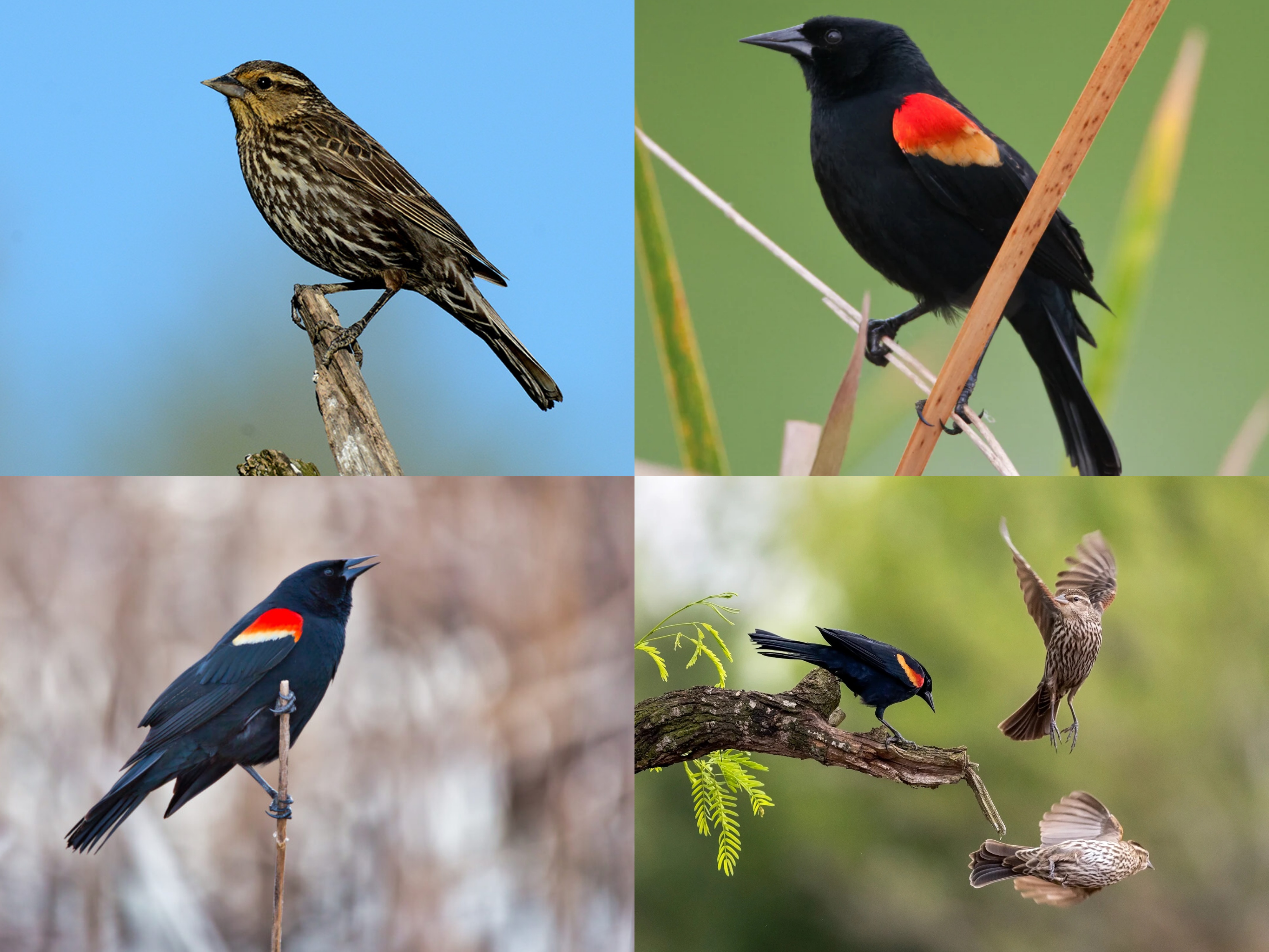 <p>Order: Passeriformes</p><p>Family: Icteridae</p><p>CN: Red-winged Blackbird</p><p>Alpha Code: RWBL</p>