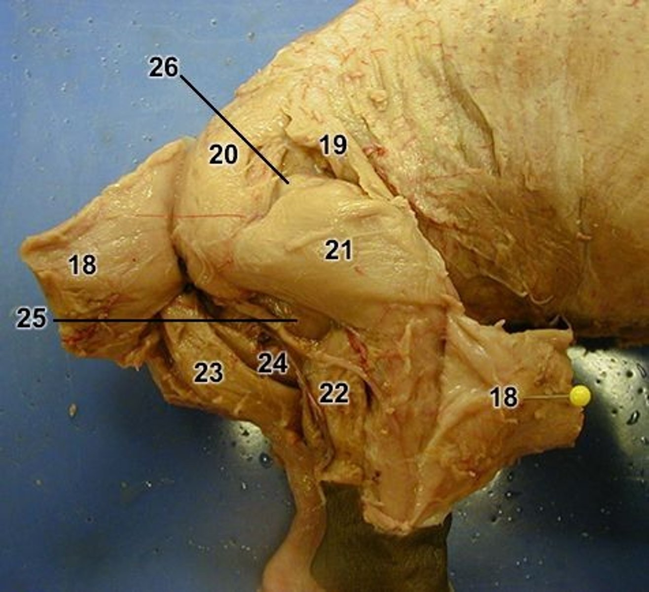 <p>24 = ?</p>