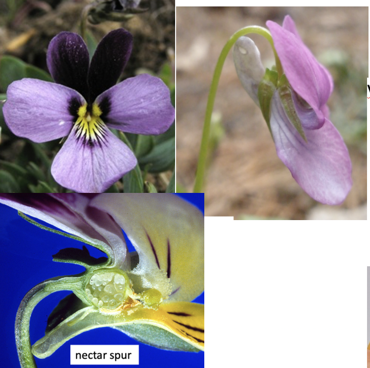 <p>Violaceae</p>